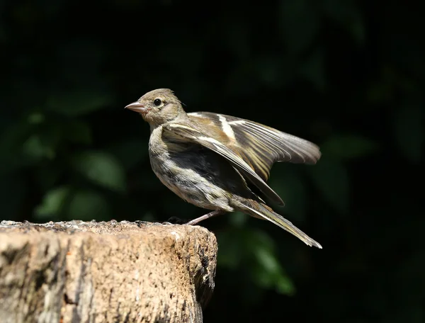 Young female Chaffinch — Stock Photo, Image