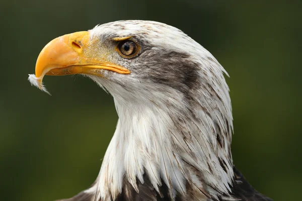 Águila calva — Foto de Stock