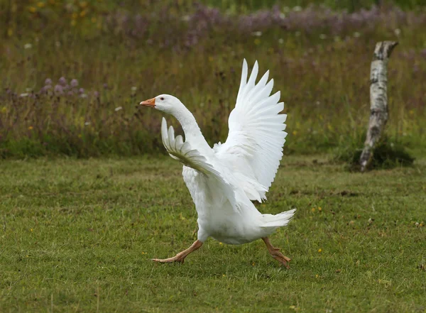 Vit gås — Stockfoto