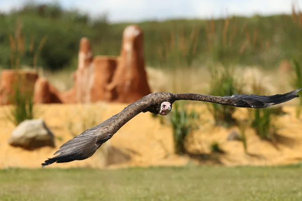 Buitre de pavo — Foto de Stock