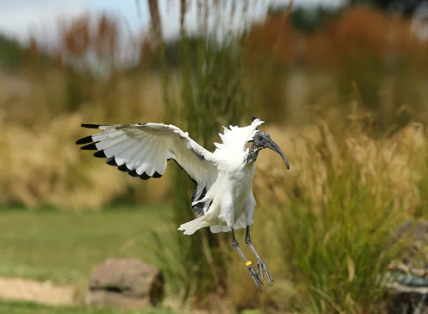 Sagrado ibis — Foto de Stock