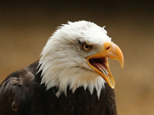 Águila calva — Foto de Stock