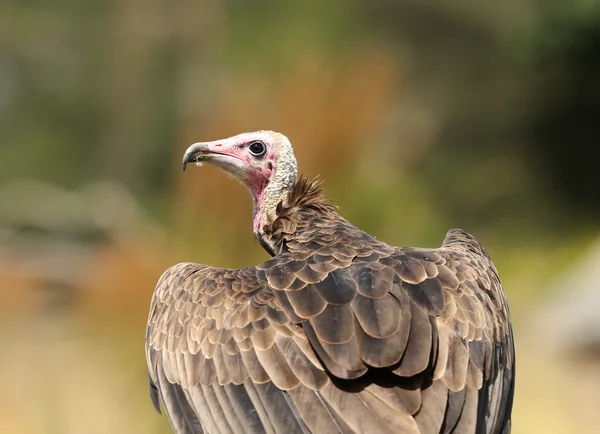 Turkey Vulture — Stock Photo, Image