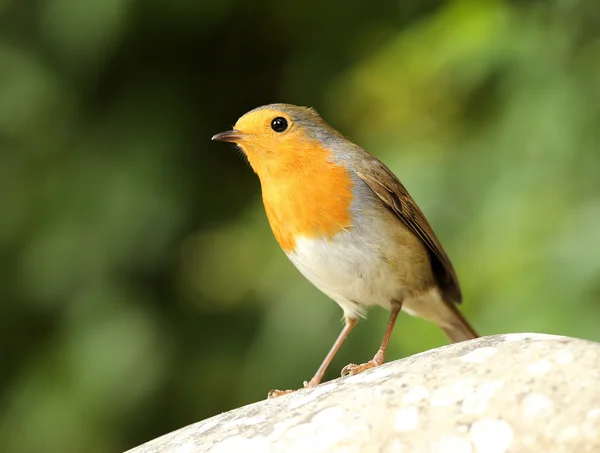 Retrato de un Robin — Foto de Stock