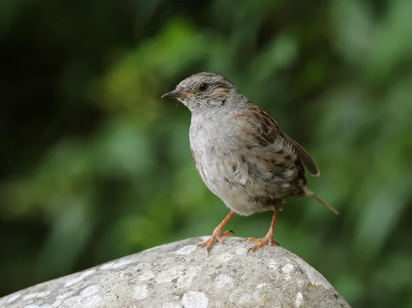 Πορτρέτο του ένα dunnock — Φωτογραφία Αρχείου