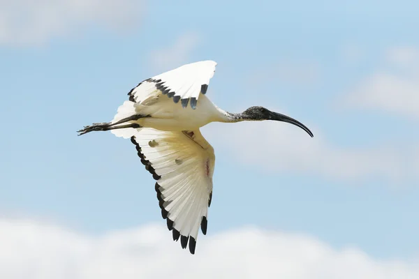 Un Ibis sagrado en vuelo — Foto de Stock