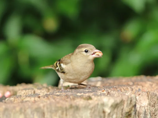 Retrato de uma fêmea Chaffinch — Fotografia de Stock