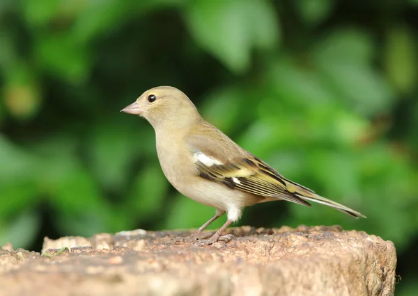 Portrait of a Female Chaffinch — Stock Photo, Image