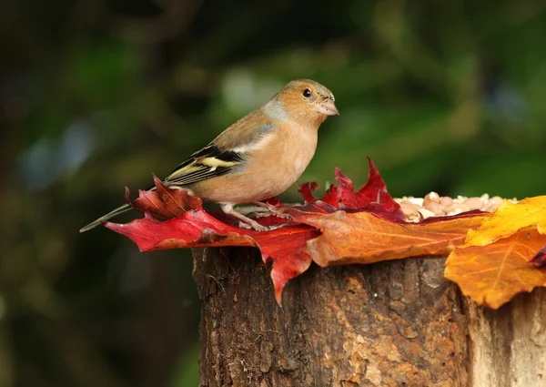 Close up de uma fêmea Chaffinch — Fotografia de Stock