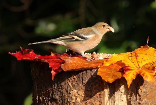 Close up of a female Chaffinch — Stock Photo, Image