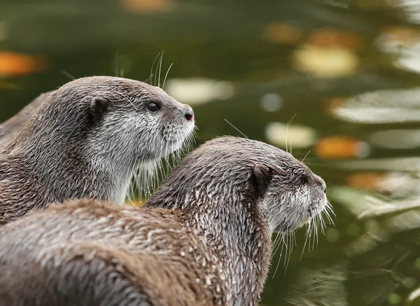 Un par de nutrias orientales con garras cortas — Foto de Stock