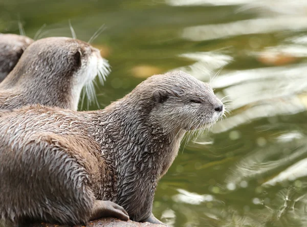 Ein Paar orientalischer Kurzkrallen-Otter — Stockfoto