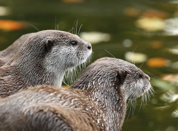 Ein Paar orientalischer Kurzkrallen-Otter — Stockfoto