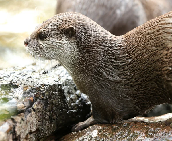 濡れた毛皮と東洋 Short-Clawed カワウソのクローズ アップ — ストック写真