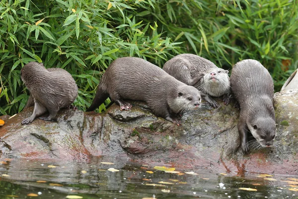 Las nutrias orientales con garras cortas en una orilla del río —  Fotos de Stock