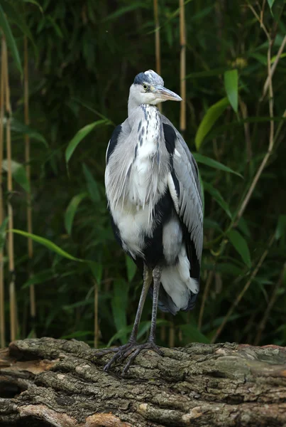 Retrato de uma garça cinzenta — Fotografia de Stock