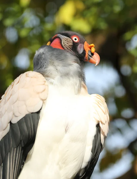 Close up of a King Vulture — Stock Photo, Image