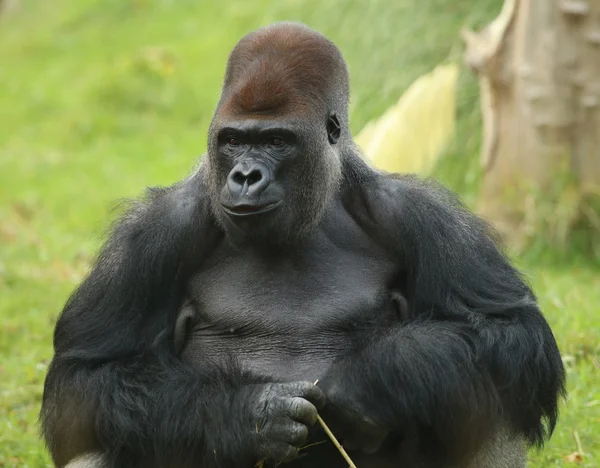 Silber zurück Gorilla — Stockfoto