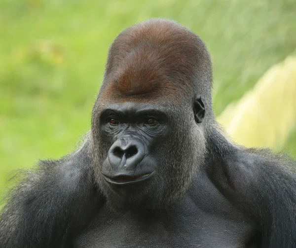 Silber zurück Gorilla — Stockfoto