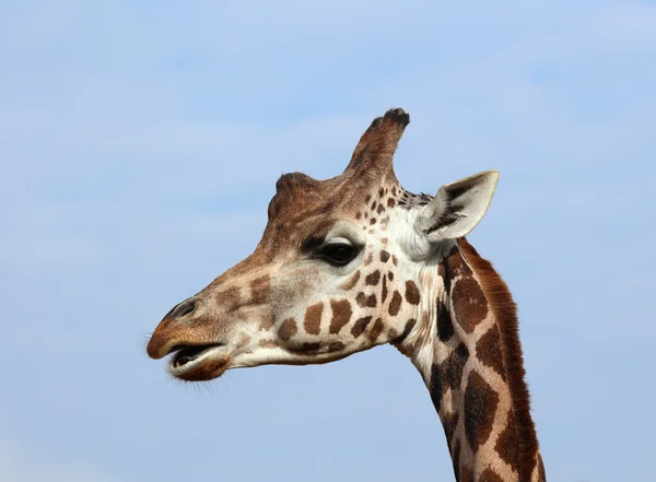 Fechar de uma girafa — Fotografia de Stock