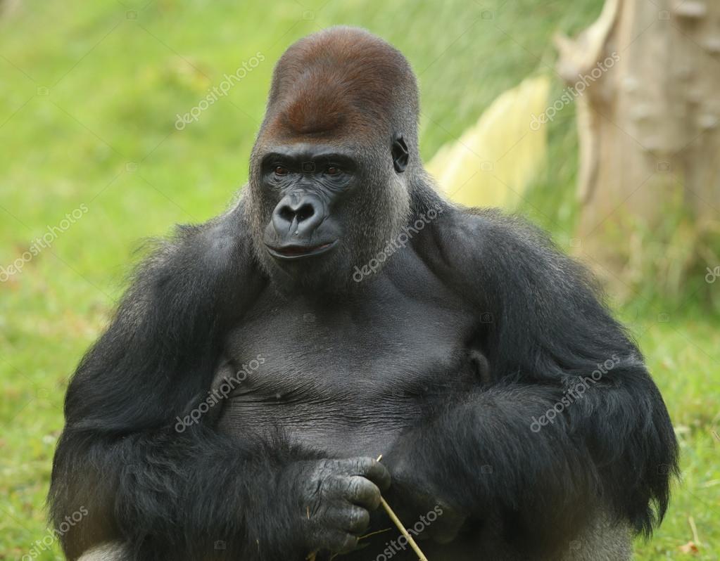 シルバー バック ゴリラ Fotos De Stock Imagenes De シルバー バック ゴリラ Sin Royalties Depositphotos