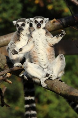 ring-tailed lemurs çifti