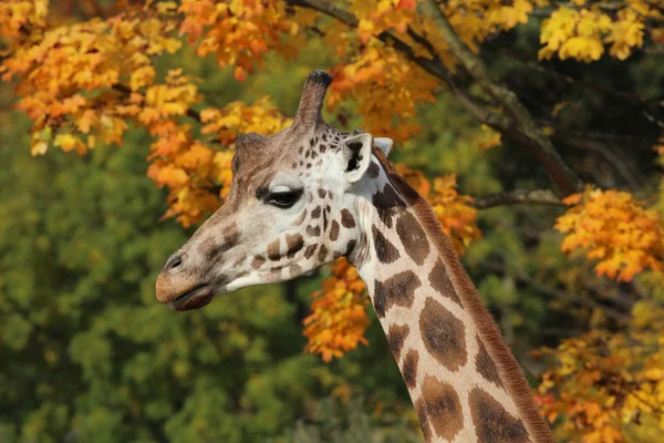 Fechar de uma girafa — Fotografia de Stock