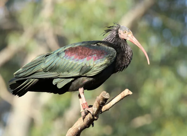 Північна лисий ibis — стокове фото