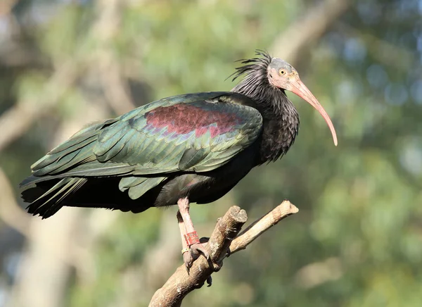 Norte careca ibis — Fotografia de Stock