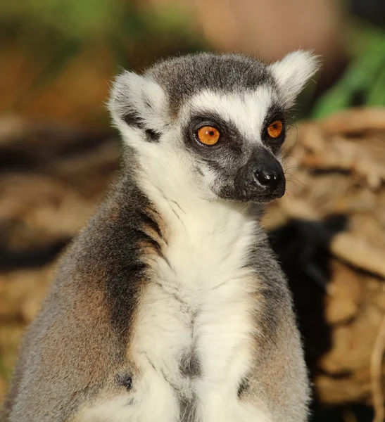 Portrait of a Lemur — Stock Photo, Image