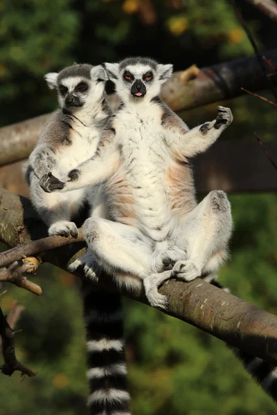 Dvojice lemurů Kata — Stock fotografie