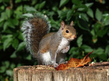 Bir ağaç kütüğü üzerinde gri sincap