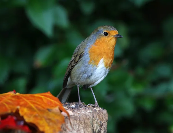 Close up van een roodborstje — Stockfoto