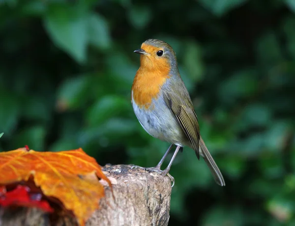 Primo piano di un pettirosso — Foto Stock