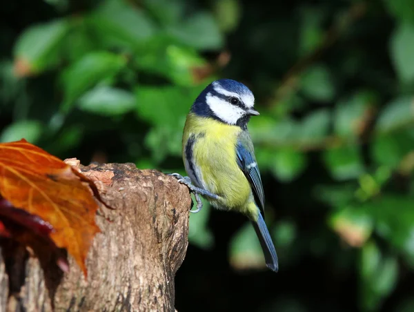 Close up of a Blue Tit — Stock Photo, Image