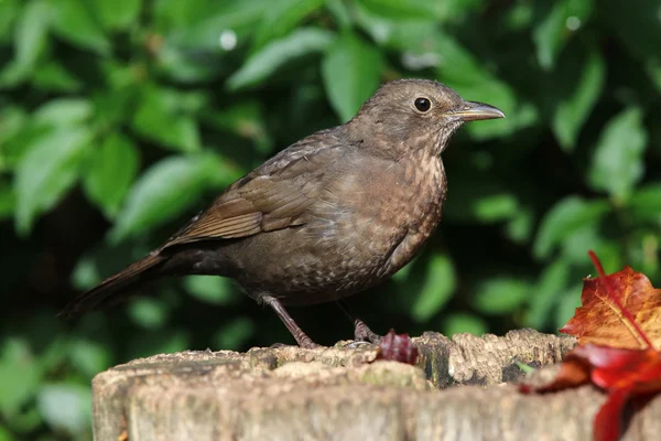 Blackbird fêmea em um toco de árvore — Fotografia de Stock