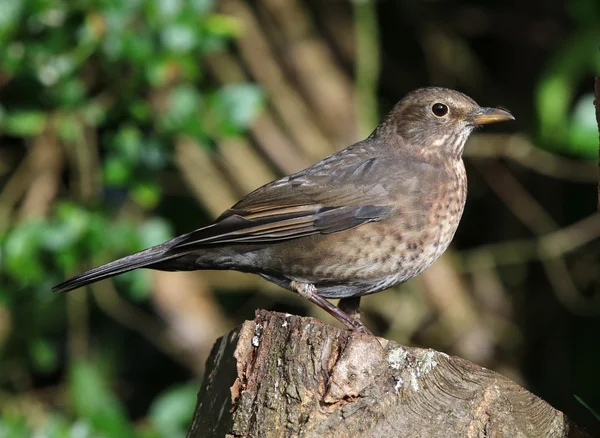 Vrouwelijke Blackbird op een boomstronk — Stockfoto