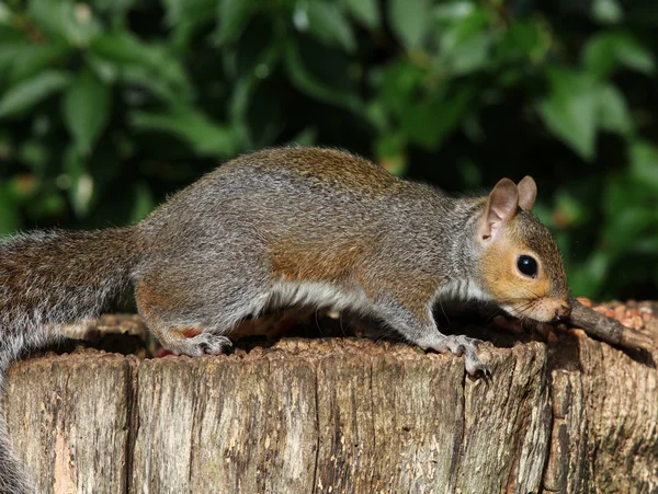 Esquilo cinzento em um toco de árvore — Fotografia de Stock