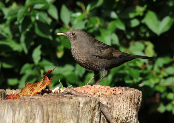 Pájaro negro hembra en un tronco de árbol — Foto de Stock