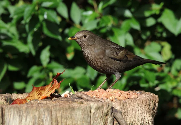 Blackbird fêmea em um toco de árvore — Fotografia de Stock