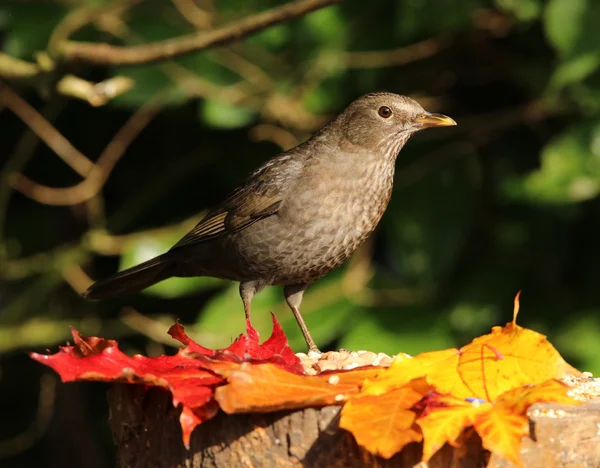 Vrouwelijke Blackbird op een boomstronk — Stockfoto