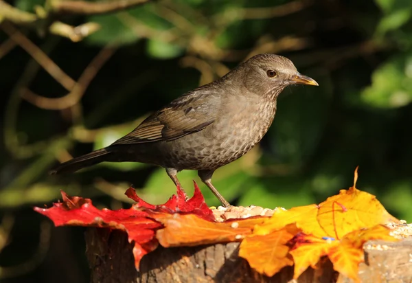 Kvinnliga Blackbird på en stubbe — Stockfoto