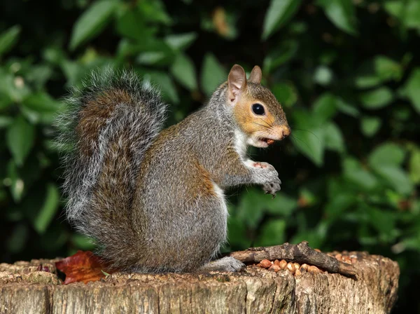 Grey Squirrel on a tree stump Stock Picture