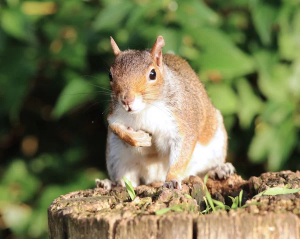 Close up van een grijze eekhoorn — Stockfoto