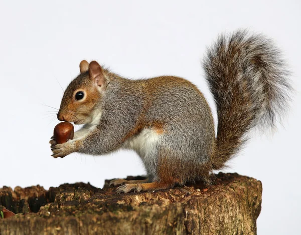 Grijze eekhoorn eten kastanjes — Stockfoto