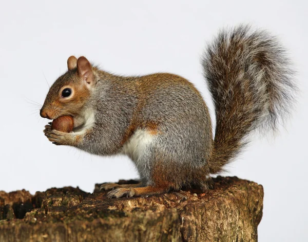 Grijze eekhoorn eten kastanjes — Stockfoto