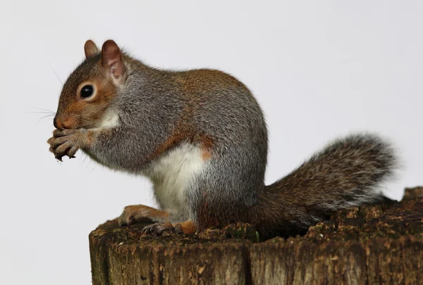 Grå ekorre äter kastanjer — Stockfoto