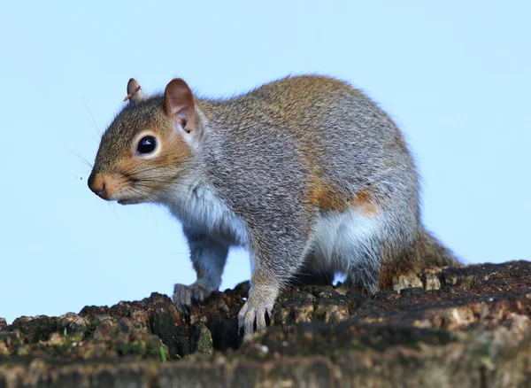 Gros plan d'un écureuil gris — Photo