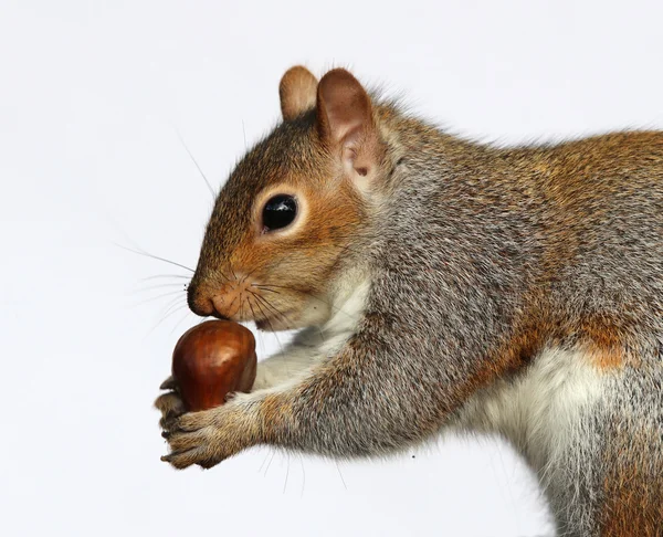 Écureuil gris mangeant des châtaignes — Photo