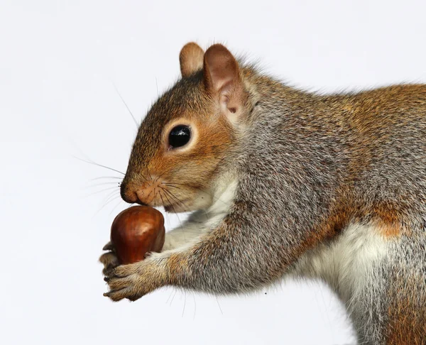 Ardilla gris comiendo castañas — Foto de Stock